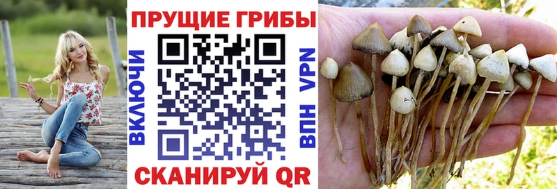 Псилоцибиновые грибы MAGIC MUSHROOMS  Суджа 